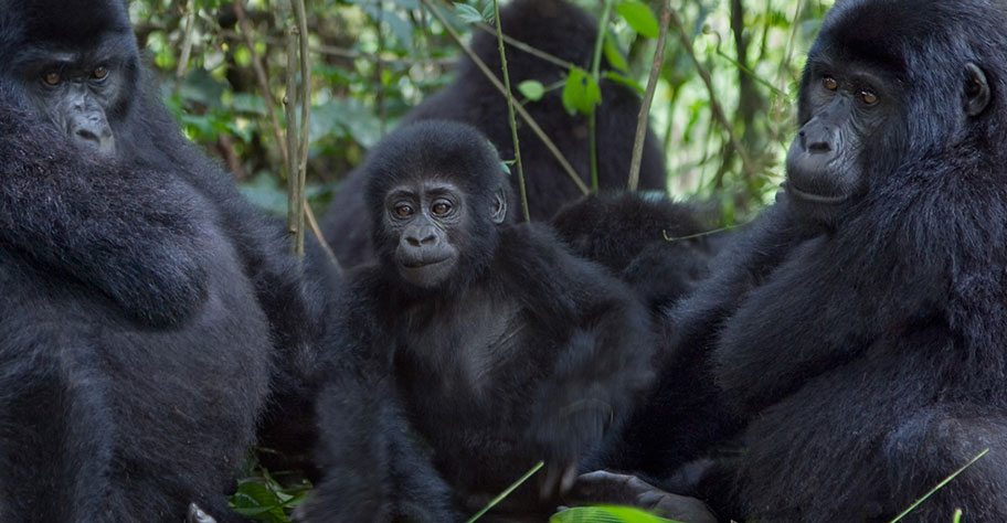 Ruanda Gorilla Safari Gruppe in Bäumen