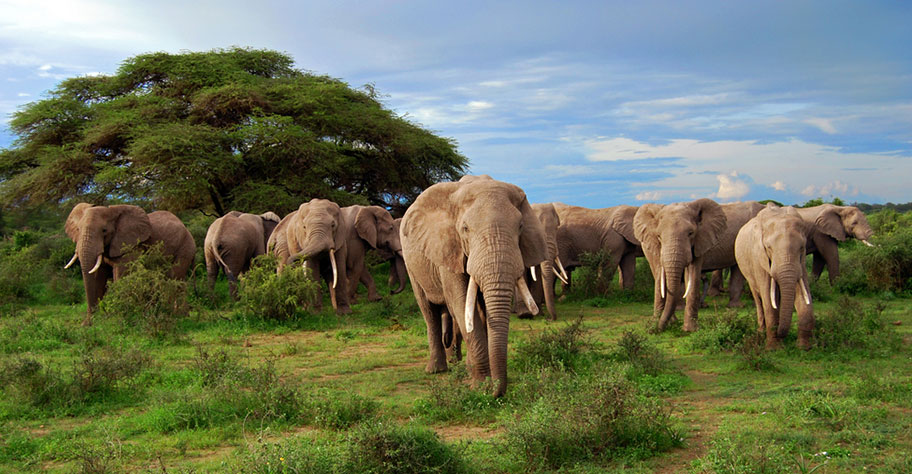 Botswana Luxus Safari Elefanten Herde