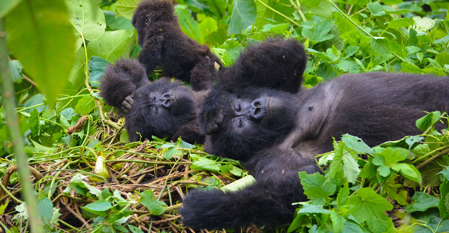 Gorilla Safari Ruanda: Schlafende Affenfamilie