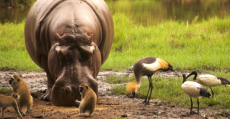 Tanzania Safari Flusspferd mit Affen