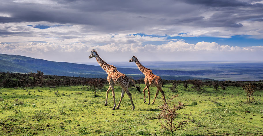 Tanzania Safari mit Kindern Giraffen Big Five