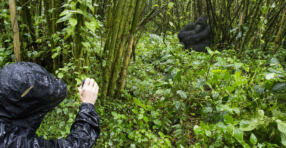 Tourist filmt Gorilla in Ruanada