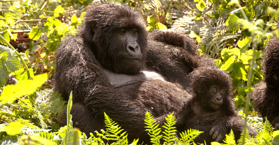 Uganda Gorilla Familie auf Safari beobachten
