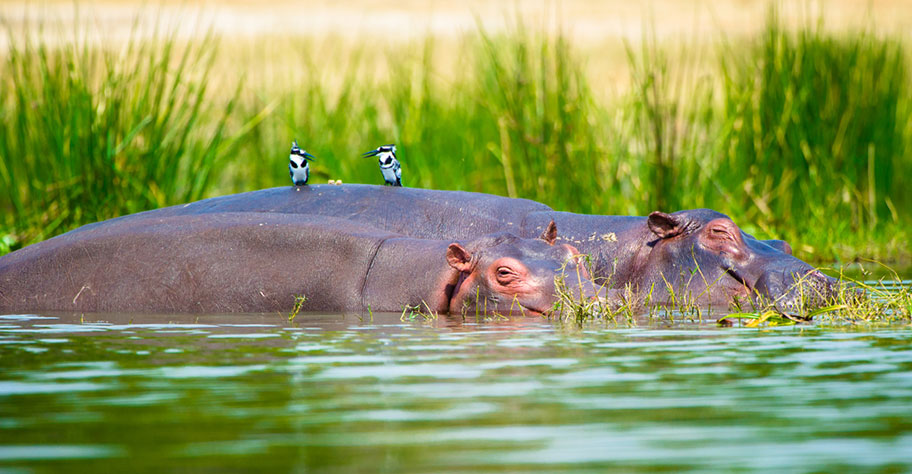 Uganda Safari Flusspferde mit Vögel auf dem Rücken