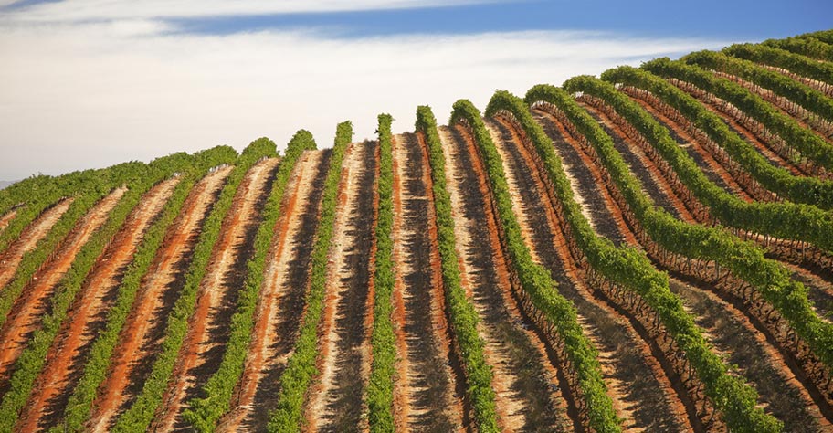 Weingut Stellenbosch nicht kuoni