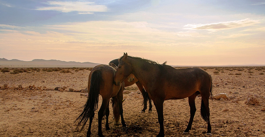 Wilde Pferde in Namibia nicht african tours