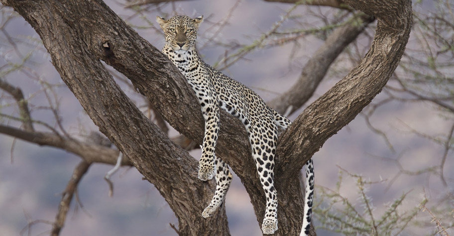 Zambia Leopard auf Baum Safari günstig nicht Kuoni