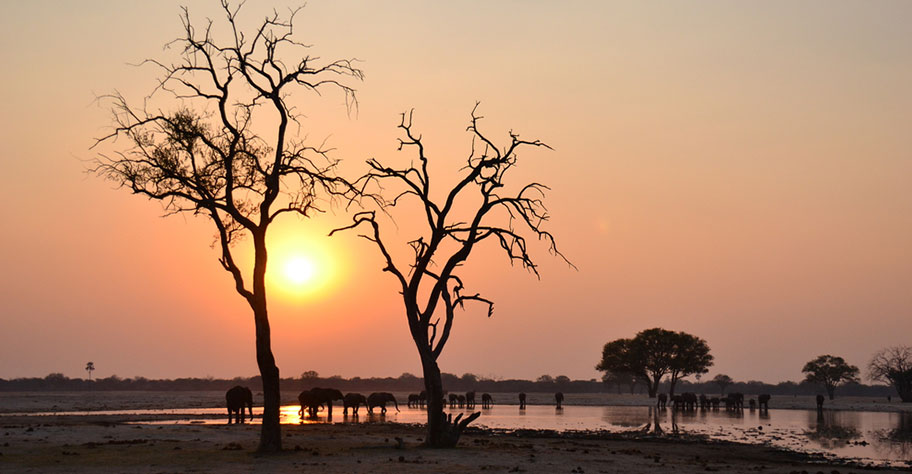 Zimbabwe Safari Elefanten beim sunset