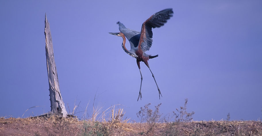 Goliath Reiher Lake Kariba