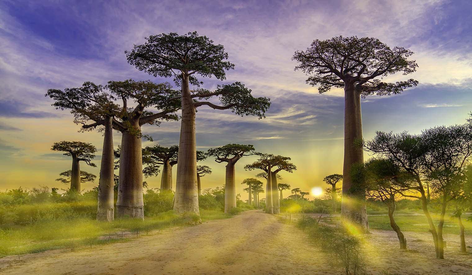 Baobab Bäume in Madagaskar Gruppenreisen