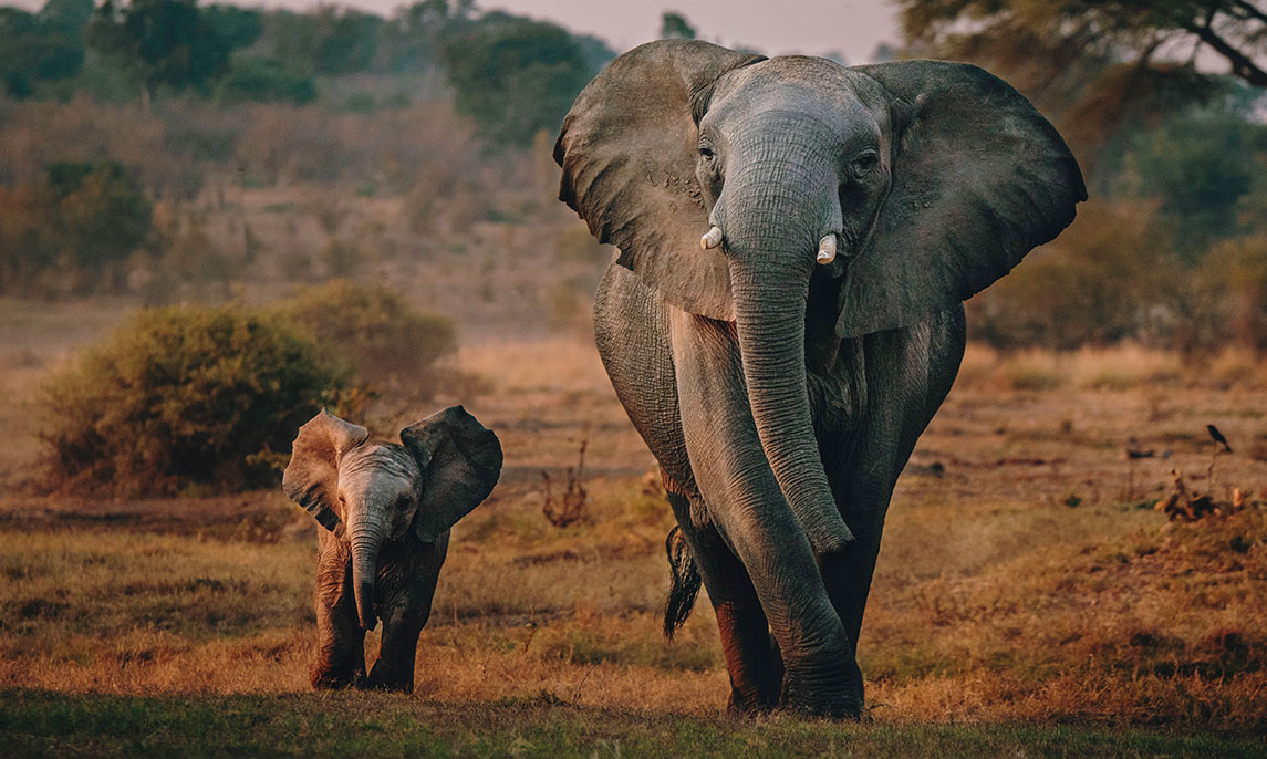 Elefant Big Five Afrika