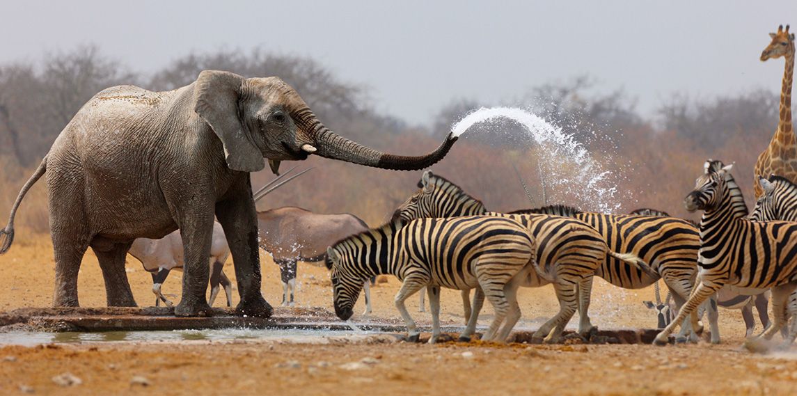 etosha Nationalpark Namibia