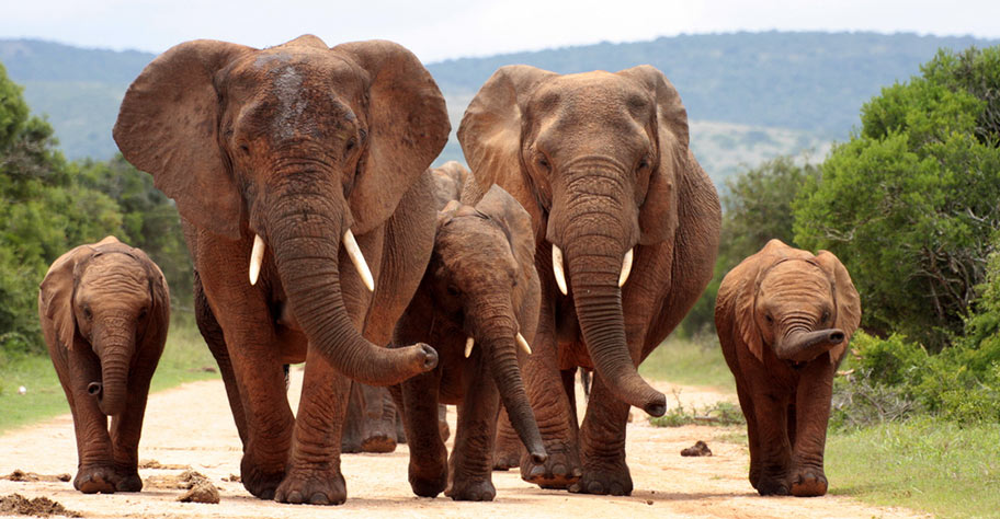 Elefanten Safari Garden Route in Südafrika
