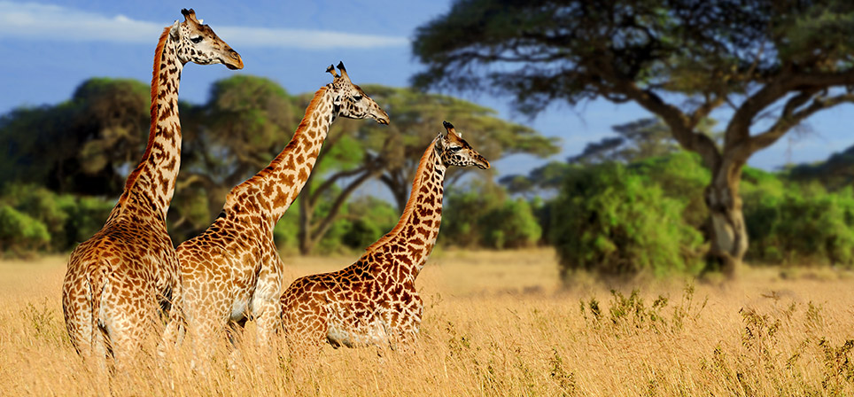 Giraffe Big Nine Afrika