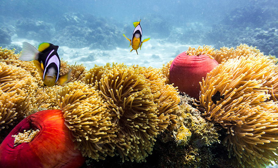 flitterwochen zanzibar schnorcheln tauchen