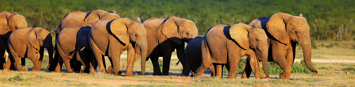 Hotels &amp; Guesthouses Addo Elephant NP &amp; Umgebung