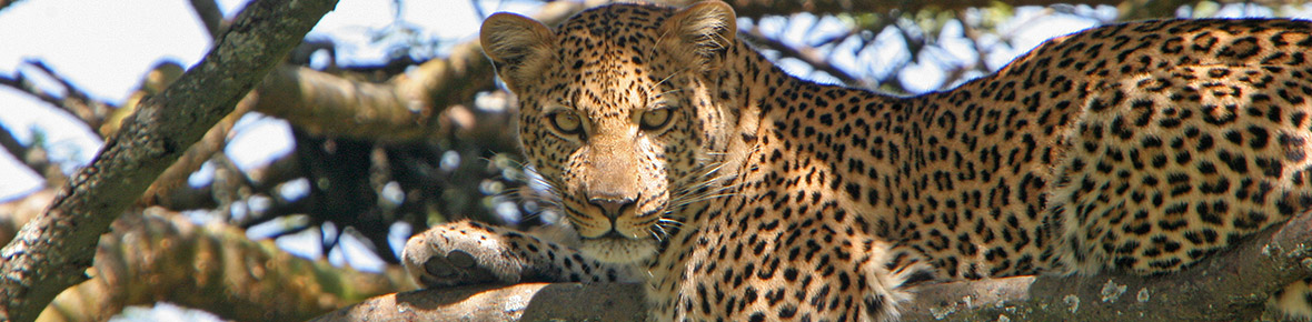 Safari Lodges Kariega Game Reserve