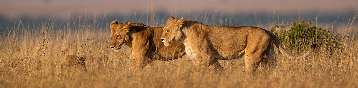 Safari Lodges Kgalagadi Transfrontierpark