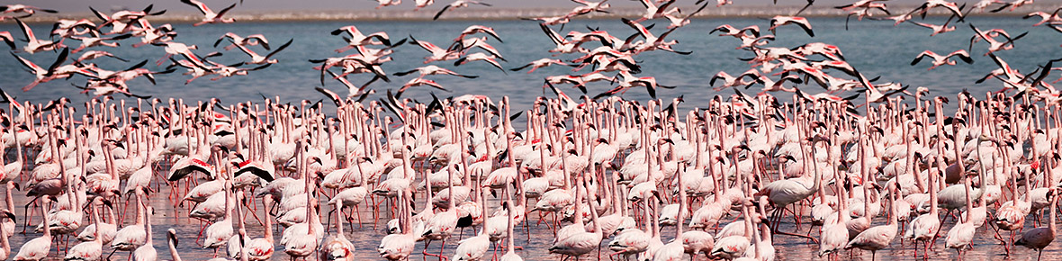 Hotels &amp; Safari Lodges Lake Nakuru &amp; Umgebung