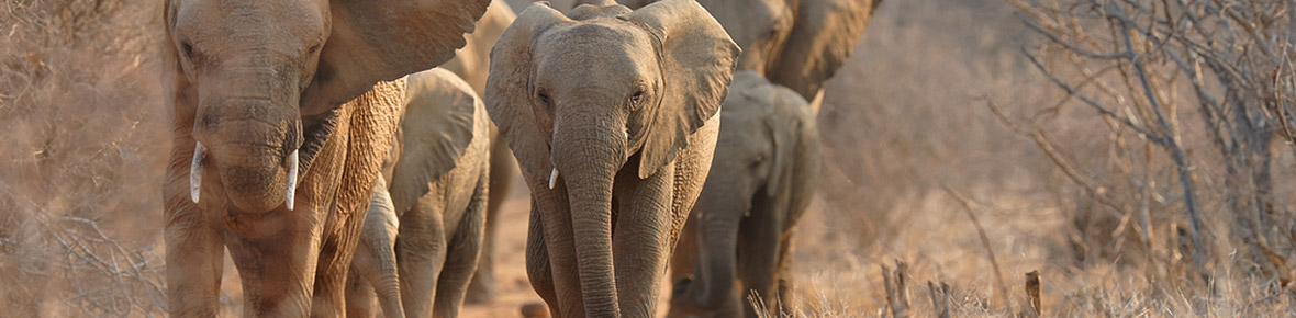 Safari Lodges Madikwe Game Reserve