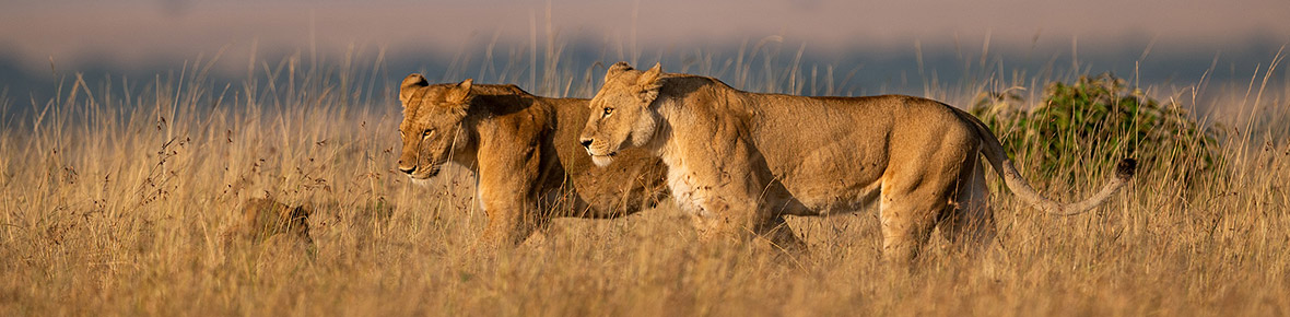 Hotels &amp; Safari Lodges Masai Mara