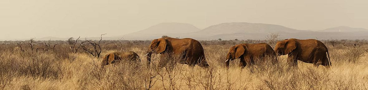 Safari Lodges Pilanesberg Nationalpark