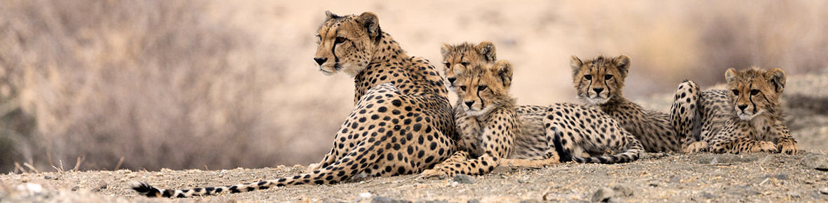 Safari Lodges Timbavati &amp; Umgebung