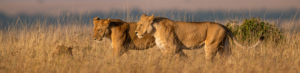 Kenia Flugsafaris