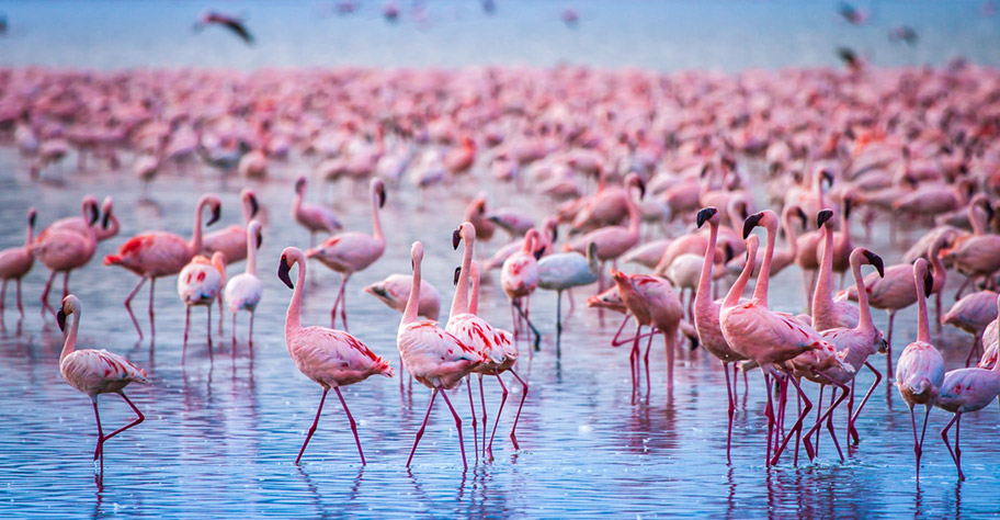 Kenja Safaris Flamingos im See