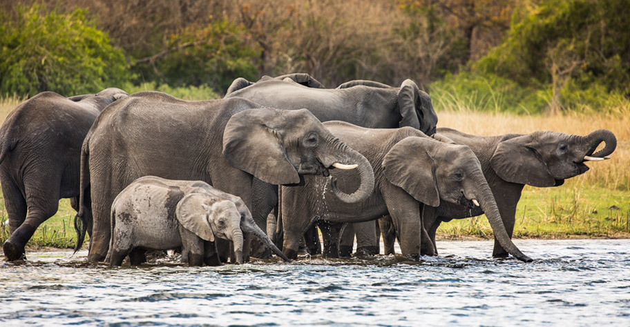Malawi Safari buchen elefant shire river