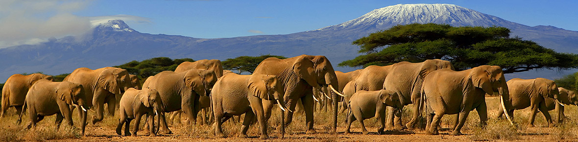 Kenia Safaris