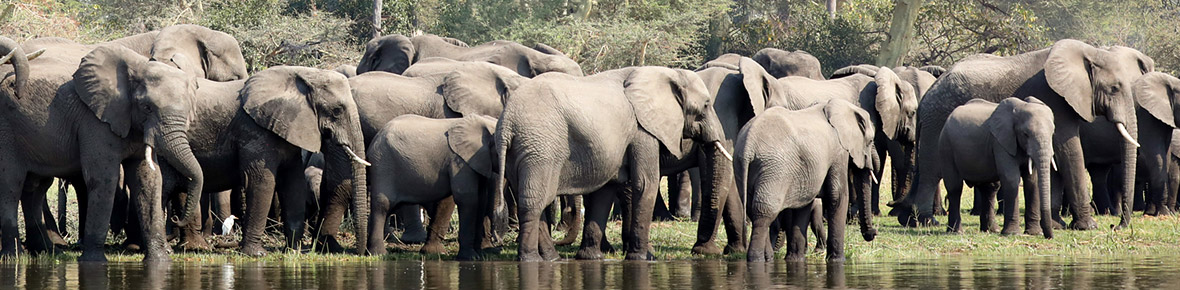 malawi safaris