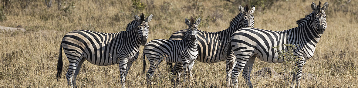 Zambia Safaris